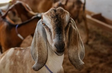 Kırsal bir çiftlikte Nubian keçi portresi