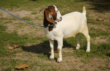 Boer Goat in Rural Environment with Ear Tag clipart