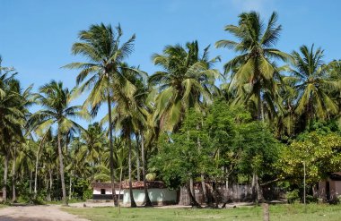 23 Nisan 2002 'de Baia da Traicao' da Coconut Trees tarafından çevrelenmiş Rustic Village Pathway, Brezilya.