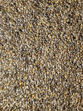 Deniz kabuğu dokusu kıyısal doğal plaj hazineleri okyanus yaşamı sanatsal arka plan