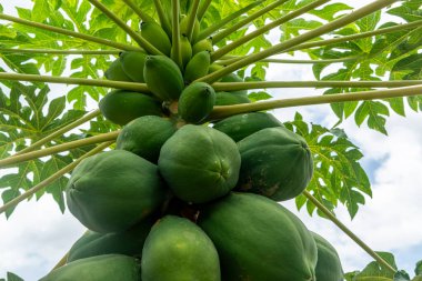 Tropikal bir çevrede ağaçta yetişen yeşil Papayalar