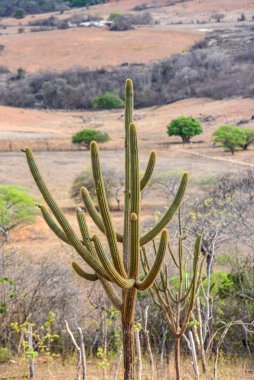 Caatinga Biomu Paraiba Brezilya 'da Kaktüs