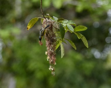 Atlantik Ormanı, Paraiba, Brezilya 'da Yaygın Tody-Flycatcher Yuvalama ve Besleme