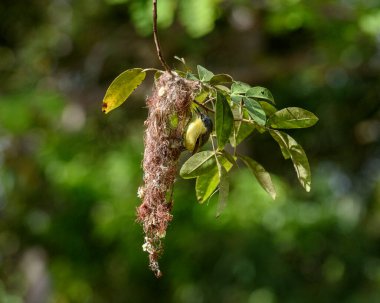 Atlantik Ormanı, Paraiba, Brezilya 'da Yaygın Tody-Flycatcher Yuvalama ve Besleme