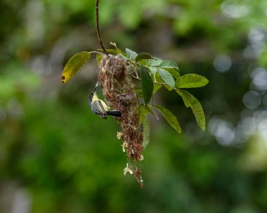 Atlantik Ormanı, Paraiba, Brezilya 'da Yaygın Tody-Flycatcher Yuvalama ve Besleme