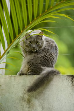 Beyaz bir duvarda oturan tüylü gri kedi
