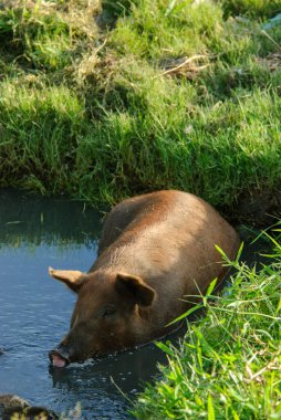 Juazeirinho, Paraiba, Brezilya 'daki Kırsal Nehirde Domuz İçme Suyu.