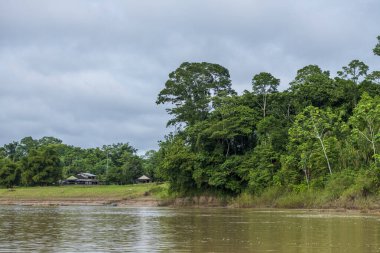 Envira Nehri kıyısındaki Amazon yağmur ormanlarının yoğun tepe örtüsü, Acre, Brezilya