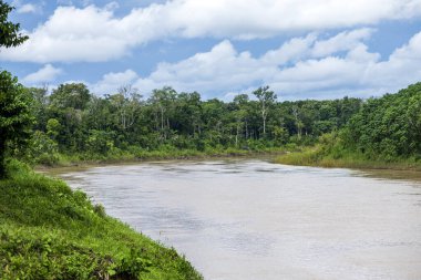 Envira Nehri kıyısındaki Amazon yağmur ormanlarının yoğun tepe örtüsü, Acre, Brezilya