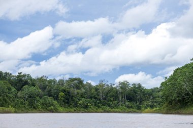 Envira Nehri kıyısındaki Amazon yağmur ormanlarının yoğun tepe örtüsü, Acre, Brezilya