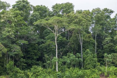 Envira Nehri kıyısındaki Amazon yağmur ormanlarının yoğun tepe örtüsü, Acre, Brezilya
