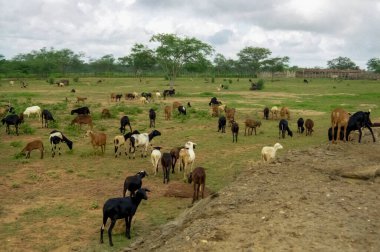 Paraiba Brezilya kırsalında otlayan keçi sürüsü