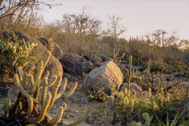 Cacti ve Rocky Arazisi Caatinga Biome, Cabaceiras, Paraiba, Brezilya
