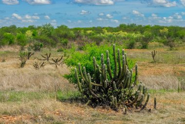 Boa Vista, Paraiba, Brezilya 'daki Cariri Bölgesi' nin Caatinga Biome Peyzajı 'nda Kaktüs ve Kuru Bitki