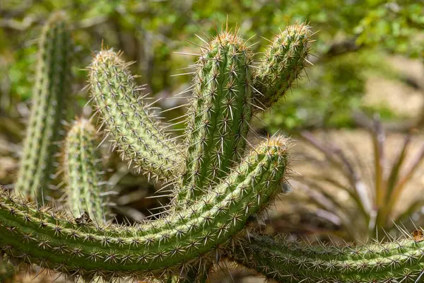 Sao Joao do Cariri 'nin Caatinga biyografisinde Xique-xique kaktüsü, Paraiba, Brezilya.