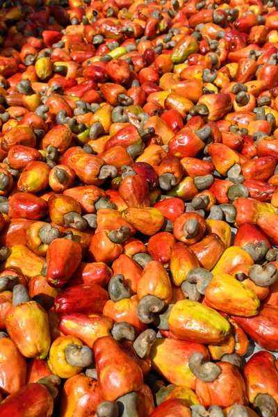 Brezilya 'da toplanmış fındıklı taze kaju meyveleri.