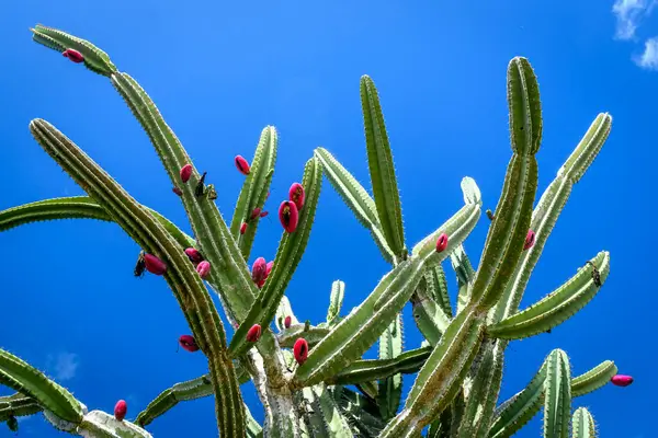 Sao Joao do Cariri, Paraiba, Brezilya 'nın Caatinga biyografisinde kırmızı meyveli Mandacaru kaktüsü..