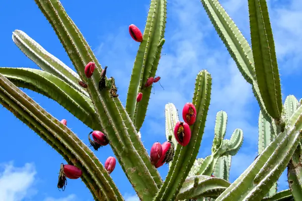 Sao Joao do Cariri, Paraiba, Brezilya 'nın Caatinga biyografisinde kırmızı meyveli Mandacaru kaktüsü..