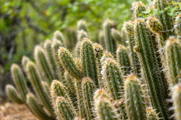 Sao Joao do Cariri 'nin Caatinga biyografisinde Xique-xique kaktüsü, Paraiba, Brezilya.