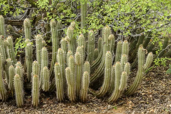 Sao Joao do Cariri 'nin Caatinga biyografisinde Xique-xique kaktüsü, Paraiba, Brezilya.