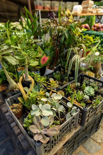 24 Mayıs 2025 'te Serra Branca, Paraiba, Brezilya' da bir sokak pazarında çeşitli kaktüsler ve sulu yiyecekler satıldı.