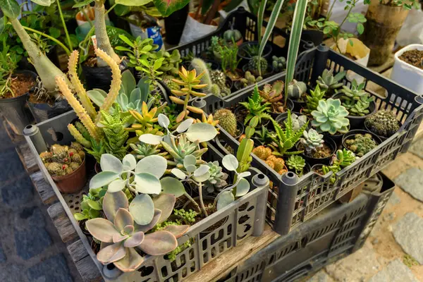 24 Mayıs 2025 'te Serra Branca, Paraiba, Brezilya' da bir sokak pazarında çeşitli kaktüsler ve sulu yiyecekler satıldı.