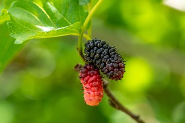 Brezilya 'da olgun ve olgunlaşmamış dutlara yakın çekim