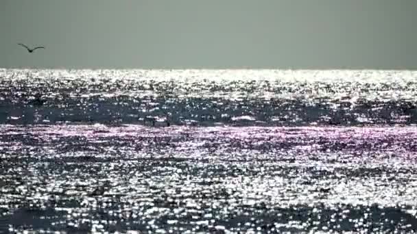 夕日の空を飛ぶカモメ 海鳥の群れは 岩の多い海岸に沿って海を越えて 日没後に暗い空の下で飛びます 自由の概念 — ストック動画