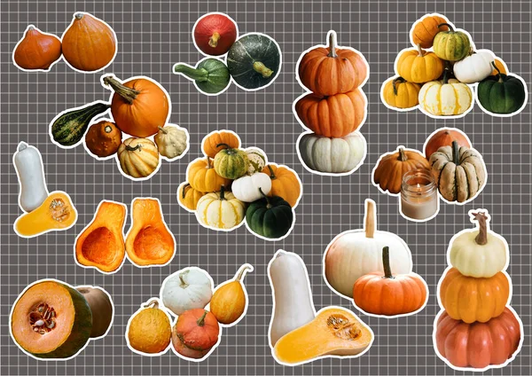 Autumn Season Pumpkin Squash Stickers — Stock Vector