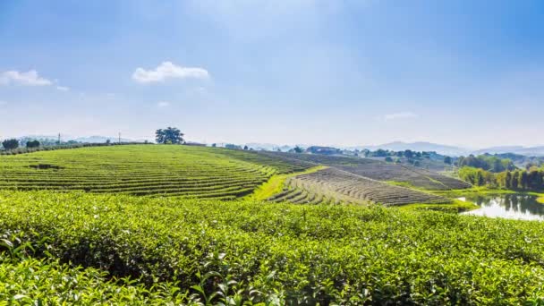 タイのチェンマイ フォン プランテーションの山の中で美しい列に植えられた茶畑のタイムラプス — ストック動画
