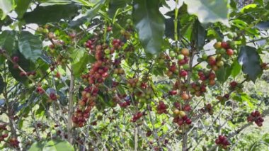 Ağaçtaki kahve çekirdekleri tarlalarda hasat edilmeyi bekliyor..