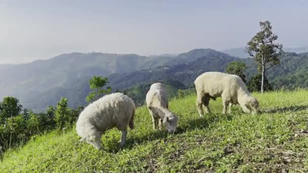 美しい朝の山で何頭かの羊が放牧されていた — ストック動画