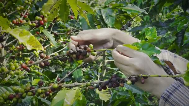 畑の植物にコーヒー豆を集める手 — ストック動画