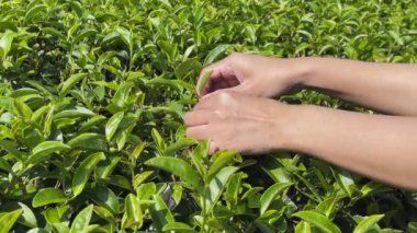 Bir dağ çiftliğinden taze yeşil çay topluyorum..