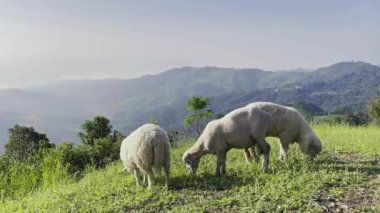 Güzel sabah dağında birkaç koyun otluyordu..