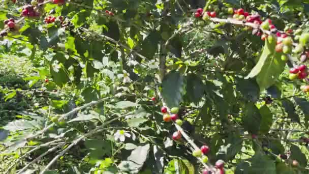 Ziarna Kawy Drzewie Czekają Zbiór Polu — Wideo stockowe
