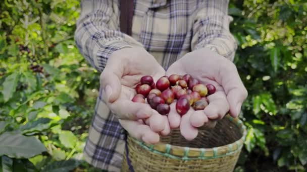 Handen Verzamelen Van Koffiebonen Een Plant Het Veld — Stockvideo