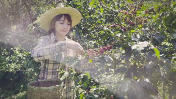 Genç Bir Kadın Elinde Sepetle Bir Çiftlikteki Ağaçtan Taze Kahve — Stok video