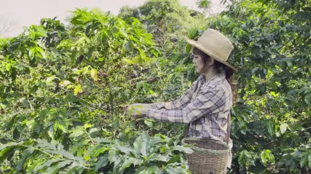 若い女性がバスケット付きの農場の木の上で新鮮なコーヒーを選び — ストック動画