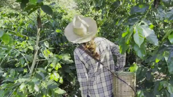 Jonge Vrouw Loopt Door Een Koffieplantage Voor Bereiden Oogst — Stockvideo