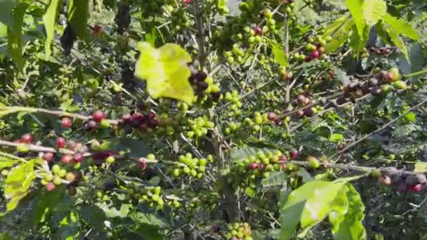 Ağaçtaki Kahve Çekirdekleri Tarlalarda Hasat Edilmeyi Bekliyor — Stok video