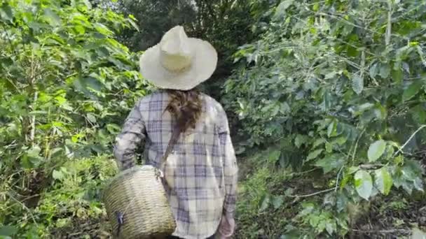 Młoda Kobieta Przechodzi Przez Plantację Kawy Aby Przygotować Się Zbiorów — Wideo stockowe