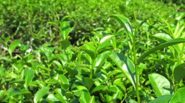 Dağlardaki bir çay tarlasında, ağaçtaki yeşil çay yapraklarının tepesinde..