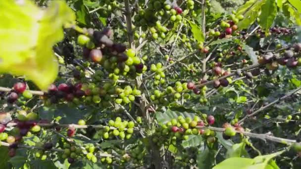 Grãos Café Árvore Estão Nos Campos Espera Serem Colhidos — Vídeo de Stock