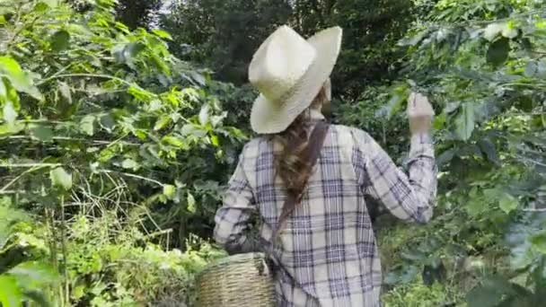 Jonge Vrouw Loopt Door Een Koffieplantage Voor Bereiden Oogst — Stockvideo