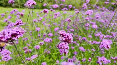 Renkli yaz aylarında arı tozlaşması. Düşük hareket.