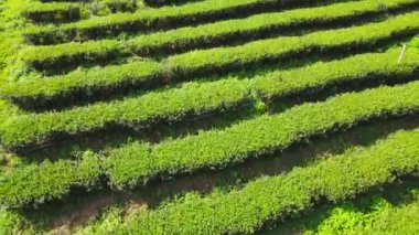 Doi Mae Salong, Chiang Rai, Tayland 'daki dağda yeşil çay çiftliği ve oolong çayı ekildi. İnsansız hava aracının kuş bakışı görüntüsü.