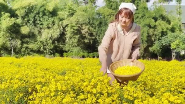 庭でお茶を作るためにバスケットに菊の花を摘む若い女性 — ストック動画