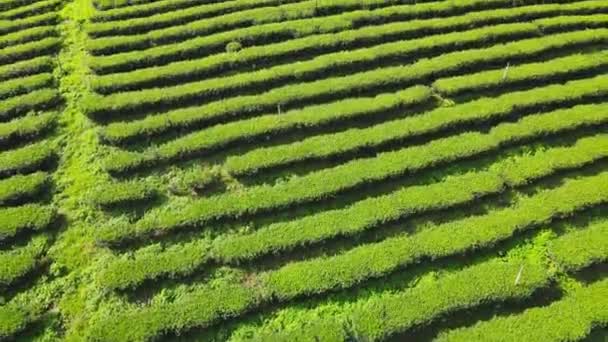 在泰国清莱的Doi Mae Salong 绿茶种植园和乌龙茶连续种植在山上 无人机拍下的鸟瞰 — 图库视频影像