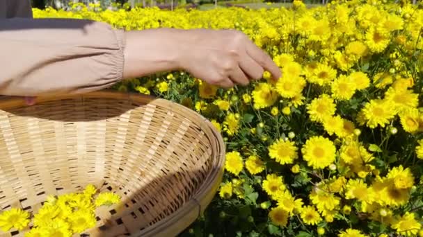 Hand Van Vrouw Plukt Chrysant Bloemen Tuin Zet Een Mand — Stockvideo